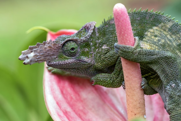 Chameleon fischer closeup on tree chameleon fischer walking on twigs