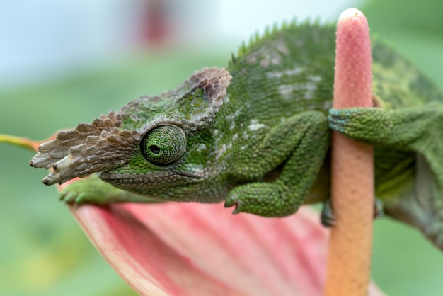 Chameleon Fischer walking on leaves