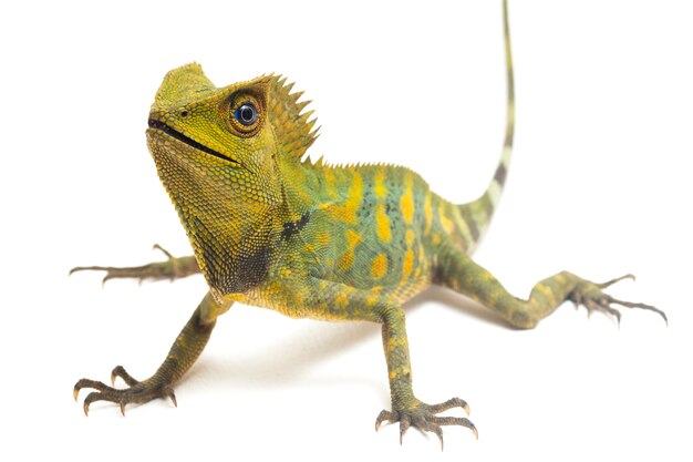 Chameleon forest dragon lizard