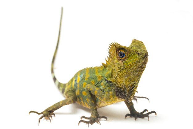 Chameleon forest dragon lizard