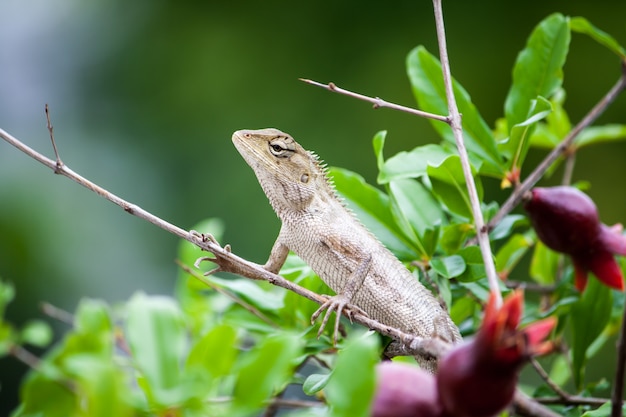 chameleon on green leaf