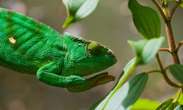 Chameleon is sitting on a branch. Madagascar.