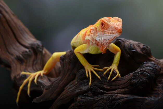 A chameleon sits on a branch in a zoo