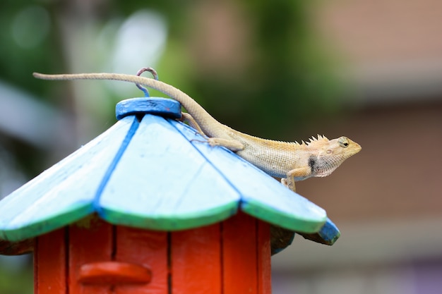 A chameleon standing on a pole