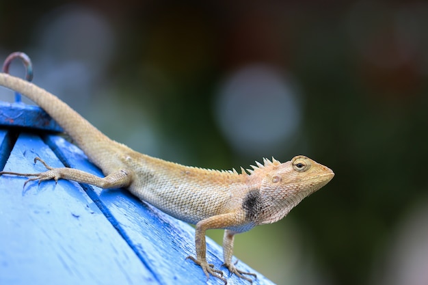 A chameleon standing on a pole