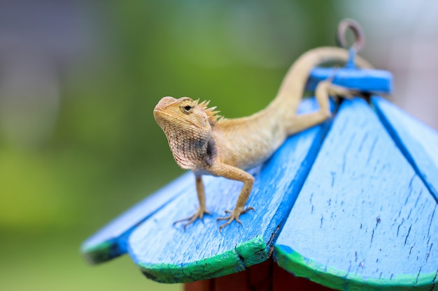 A chameleon standing on a pole