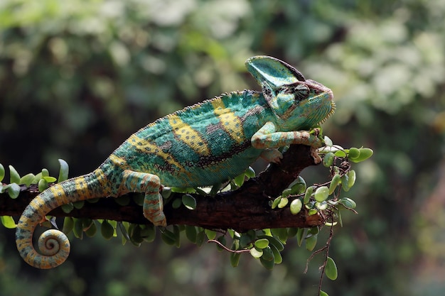 Chameleon veiled ready catch prey Chameleon veiled walking on branch headanimal closeup