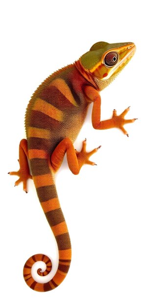 Photo chameleon white background chameleon images white background chameleon photos white background ch