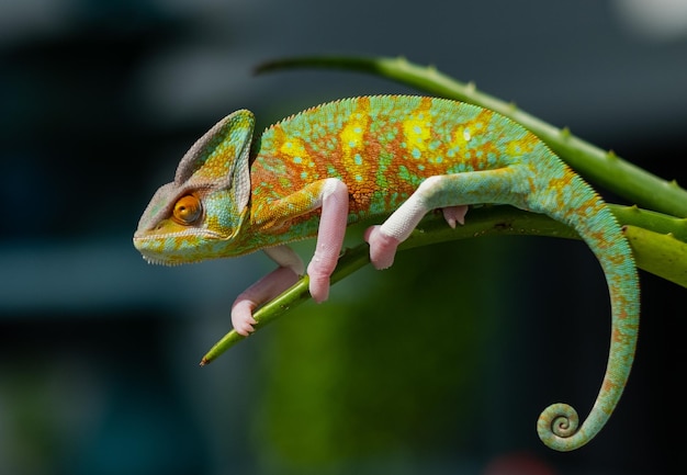 Chameleon with blur background predator