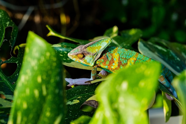 Chameleon with blur background predator