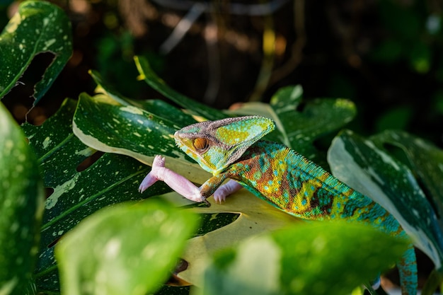 Chameleon with blur background predator