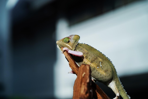 Chameleon with blur background predator