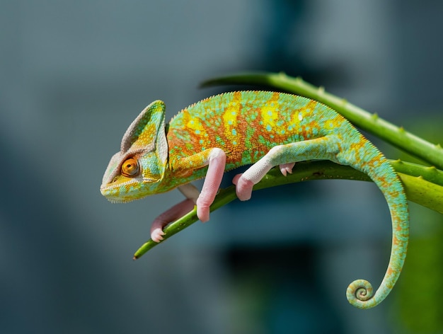 Chameleon with blur background predator