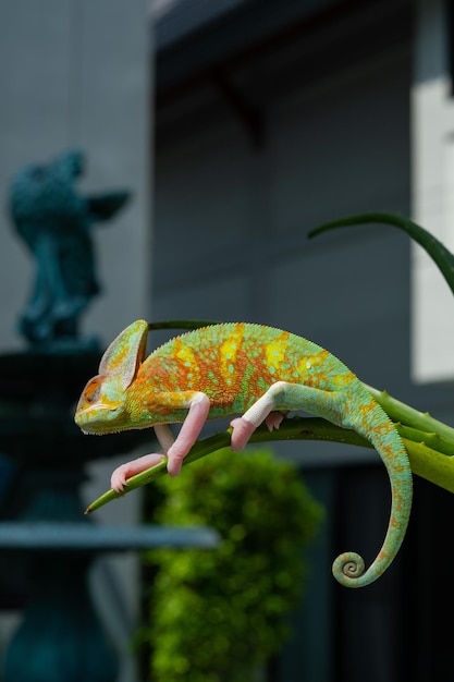 Chameleon with blur background predator