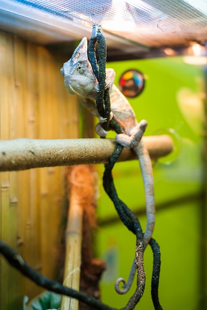 Chameleon in zoo