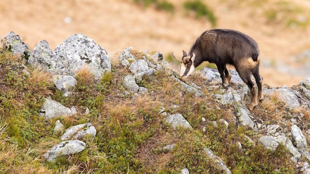 Chamois grazing blueberries and yellow dry grass on top of a ridge in autumn