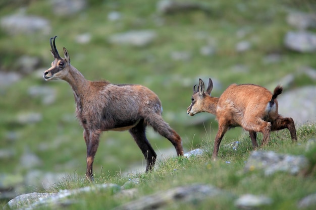 Photo chamois rupicapra rupicapra in the national park gran paradiso italy