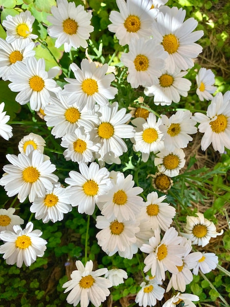 Chamomile background. Flowers in summer day