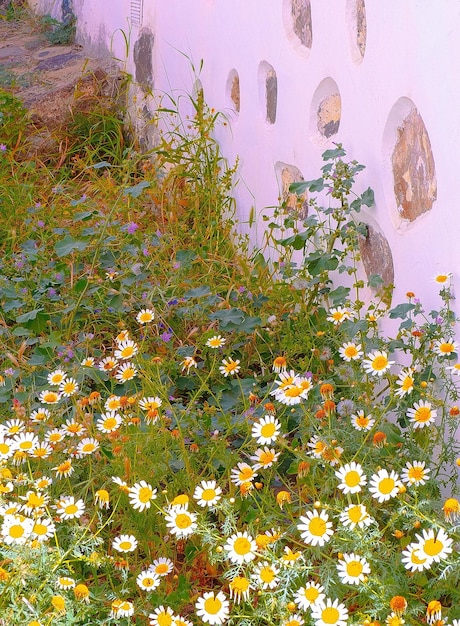 Chamomile background stylish wallpaper Countryside Travel concept Canary island