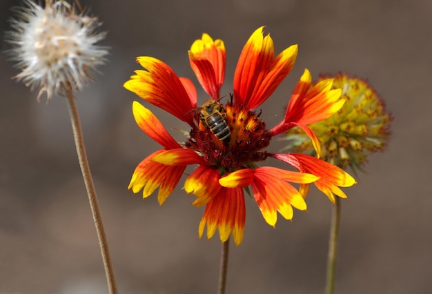 Chamomile and bee