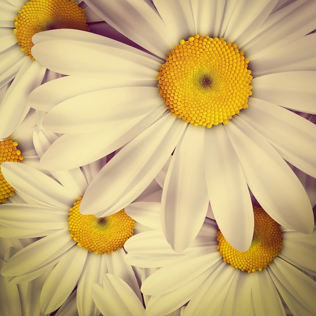 Chamomile close up - summer background. Retro style