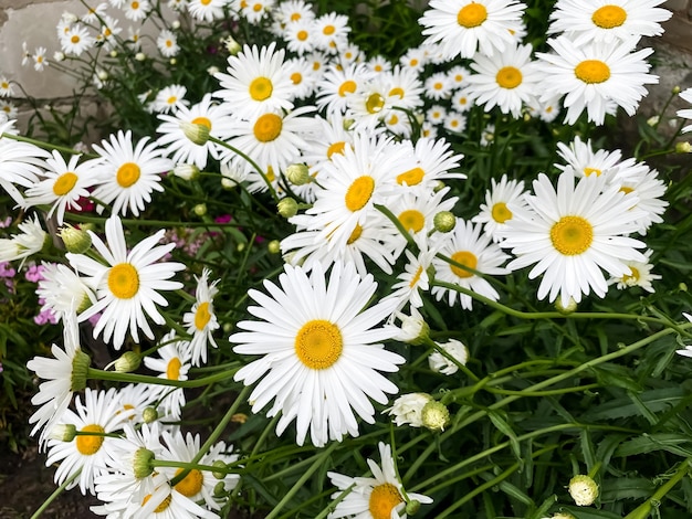 chamomile closeup