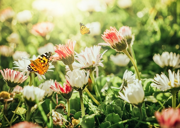 Chamomile daisies in green field with sunshine and flying butterfly