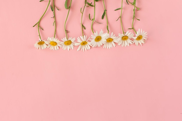 Chamomile or daisies isolated on pink background with clipping path and full depth of field