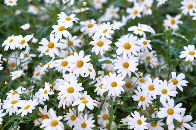 Chamomile daisy flowers growing on a field or botanical garden in nature during spring outdoors White marguerite or common english daisies blooming on a meadow Beauty in nature of lush environment