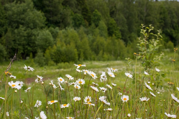 Chamomile field in the forest Wildflowers at sunset