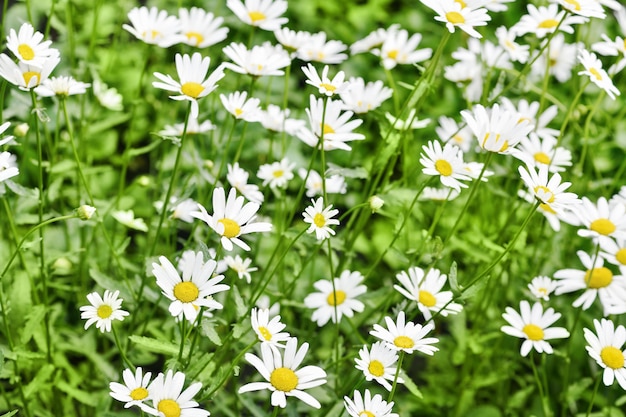 Chamomile field. A lot of beautiful white daisies. 