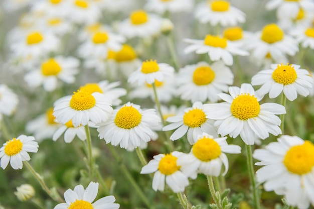 Chamomile field macro