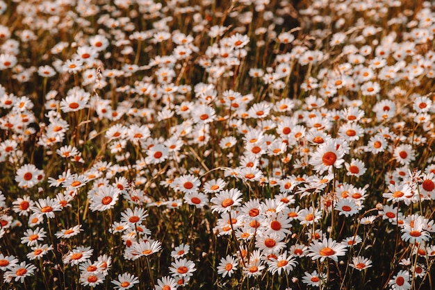 Chamomile field on a summer day