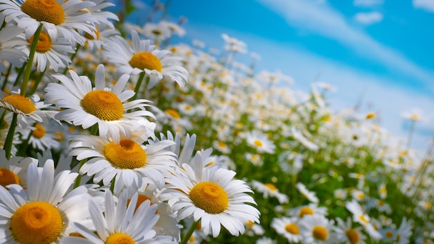 Chamomile in the field in summer on nature