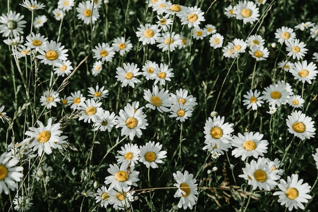 Chamomile field on sunny day