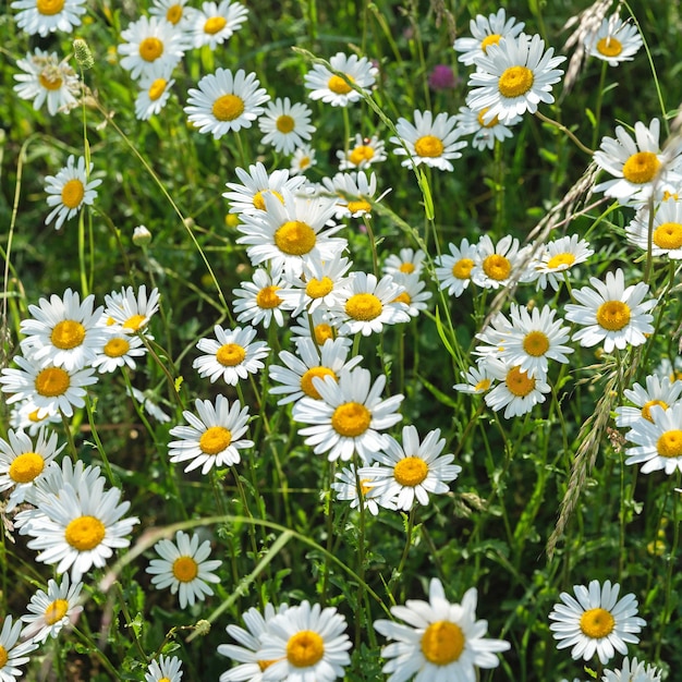 Chamomile field on sunny day