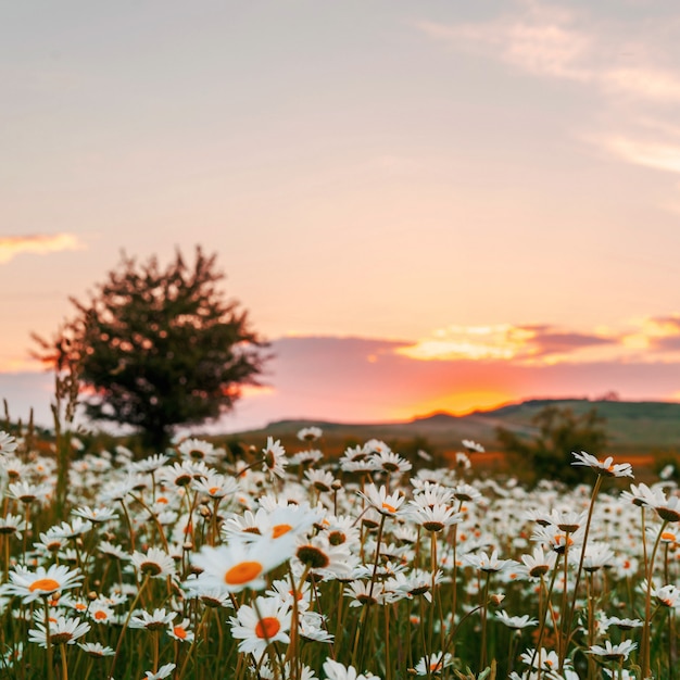 Chamomile field at sunset