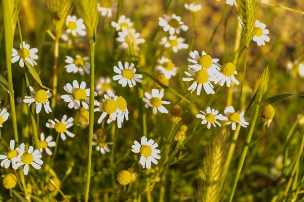 chamomile in the field
