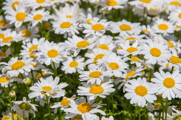 Chamomile field