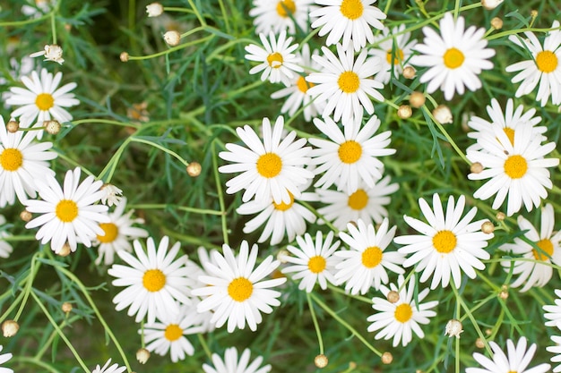 Chamomile field