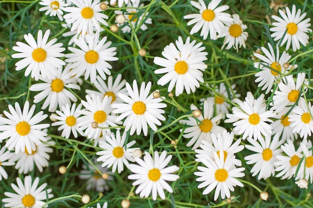 Chamomile field