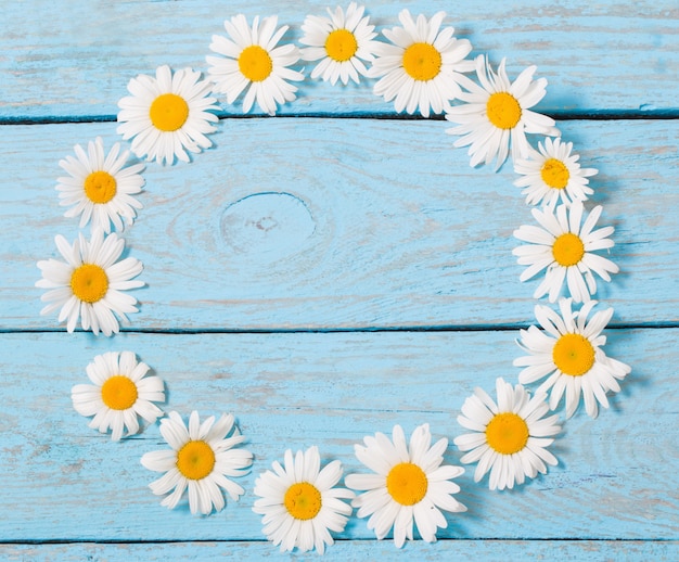 Chamomile flower over blue wooden background