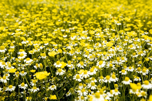 Chamomile flower field in a beauiful sunny day