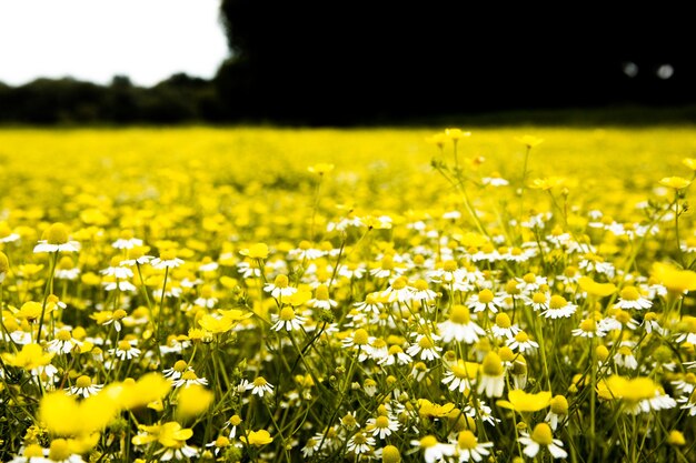 Chamomile flower field in a beauiful sunny day