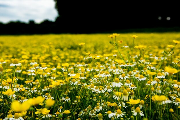 Chamomile flower field in a beauiful sunny day