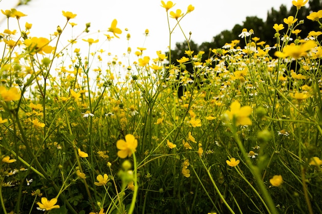 Chamomile flower field in a beauiful sunny day