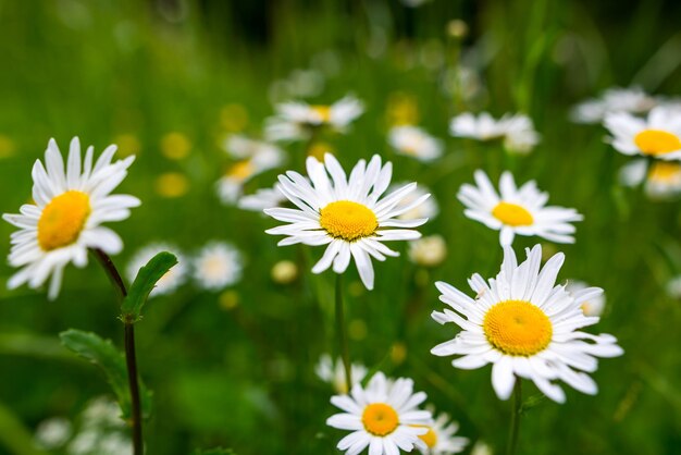 Chamomile flower field Camomile in the nature Field of camomile at sunny day at nature Camomile daisy flowers in summer day