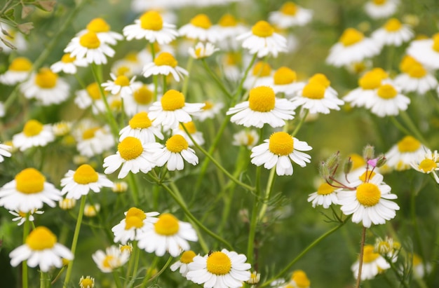 Chamomile flower field Camomile in the nature Field of camomiles at sunny day at nature Camomile