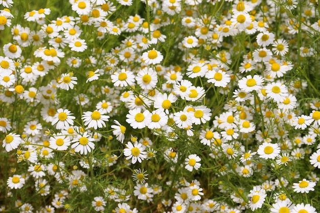 Chamomile flower field Camomile in the nature Field of camomiles at sunny day at nature Camomile