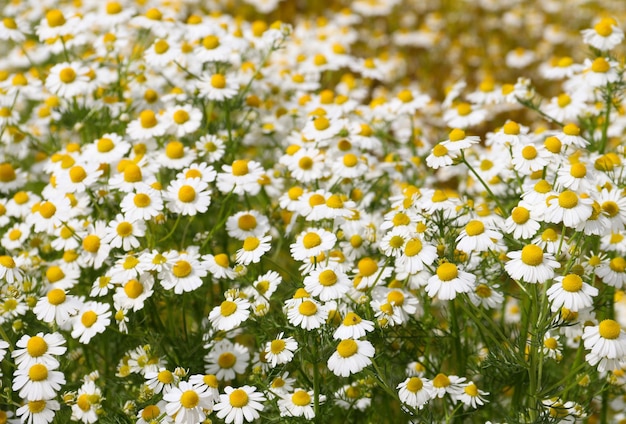 Chamomile flower field Camomile in the nature Field of camomiles at sunny day at nature Camomile